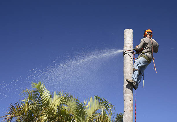 Best Lawn Irrigation Installation and Maintenance  in Sterling, CO