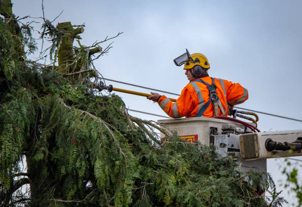 Best Utility Line Clearance  in Sterling, CO