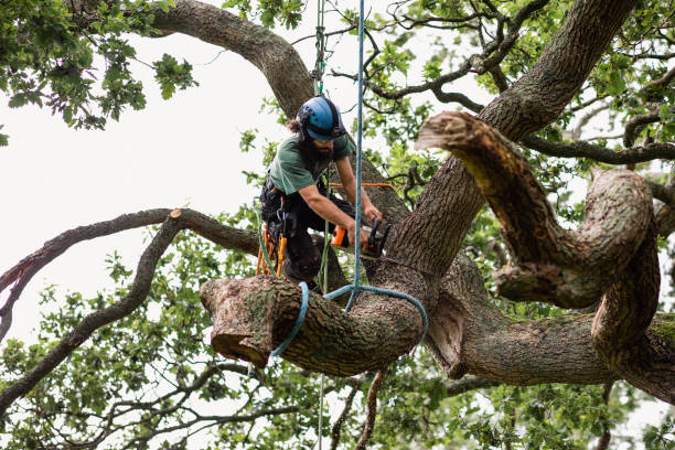 Best Tree Removal  in Sterling, CO