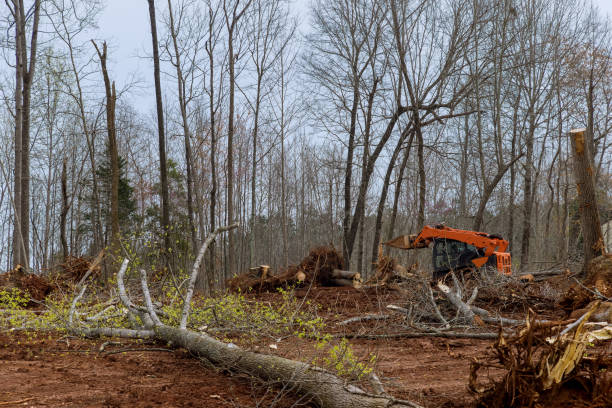 Best Firewood Processing and Delivery  in Sterling, CO