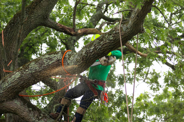 Best Stump Grinding and Removal  in Sterling, CO