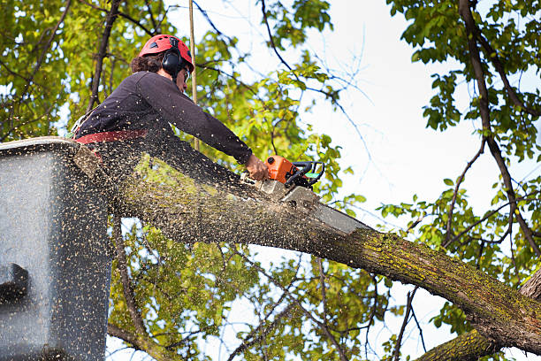 Best Tree Trimming and Pruning  in Sterling, CO